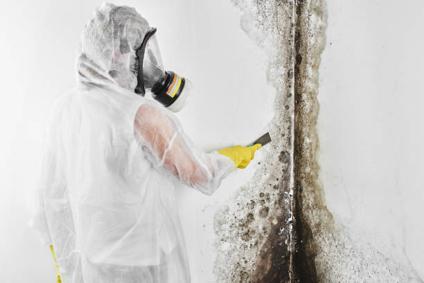 Best Attic Mold Removal  in Orange Cove, CA