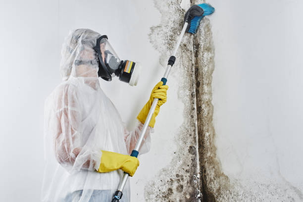 Best Office Mold Removal Services  in Orange Cove, CA