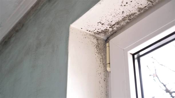 Best Affordable Mold Removal  in Orange Cove, CA