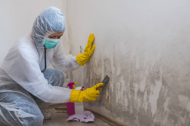 Best Attic Mold Removal  in Orange Cove, CA