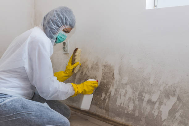 Best Attic Mold Removal  in Orange Cove, CA