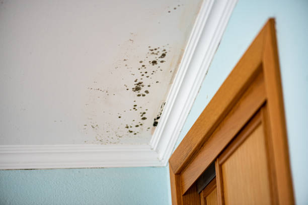 Best Water Damage Restoration  in Orange Cove, CA