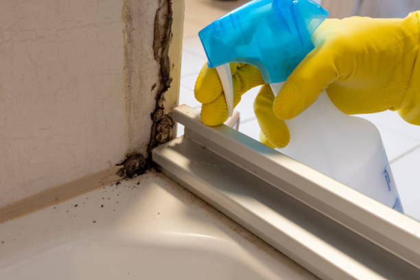 Attic Mold Removal in Orange Cove, CA