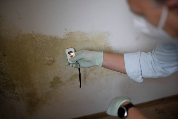 Best Mold Damage Repair  in Orange Cove, CA