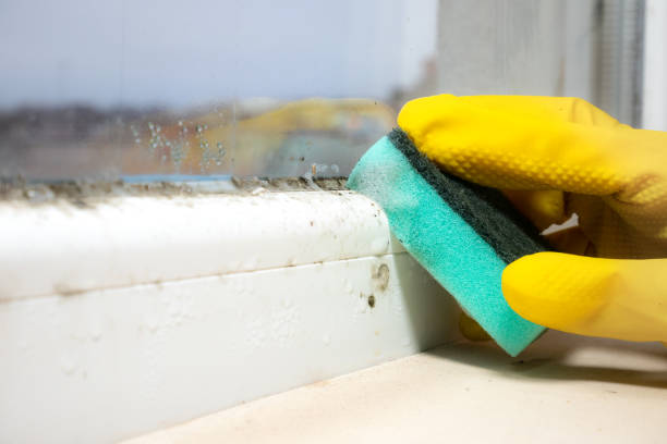 Office Mold Removal Services in Orange Cove, CA