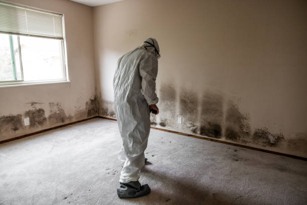 Best Home Mold Removal  in Orange Cove, CA