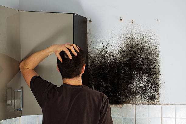 Best Black Mold Removal  in Orange Cove, CA